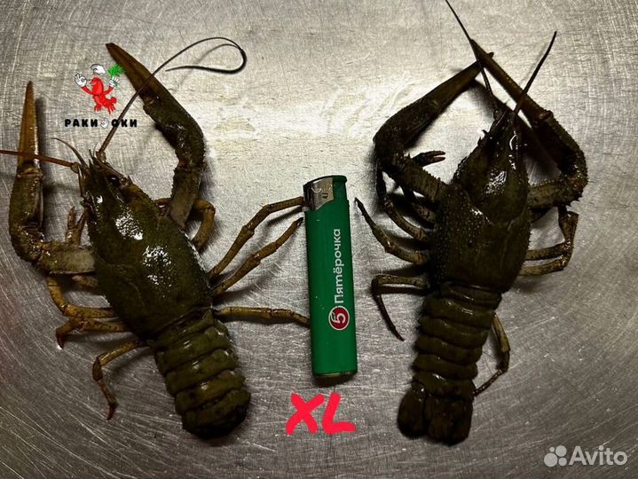Речные раки вареные, доставка за 1 час