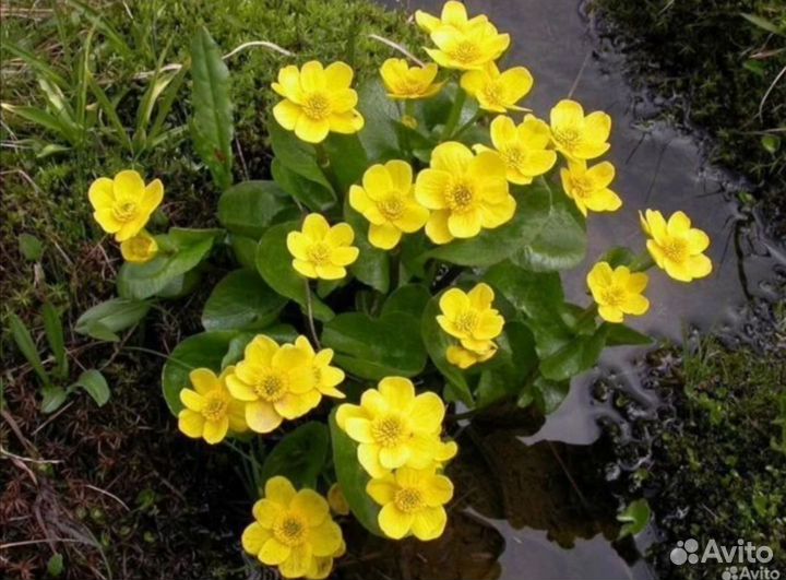 Растения для пруда