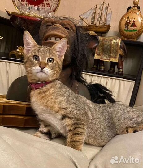 Кошка чаузи ф1 3 месяца