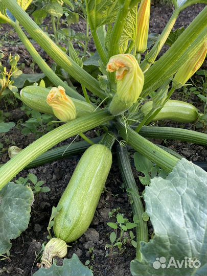 Кабачки свежие