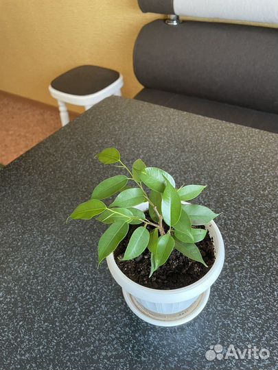 Комнатные растения