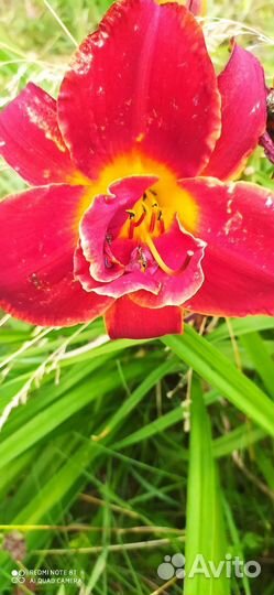 Лилейники сортовые