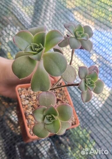 Суккуленты из коллекции