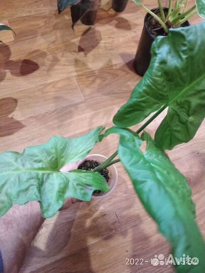 Сингониум Австралия (Syngonium SP.(t06) Australia)