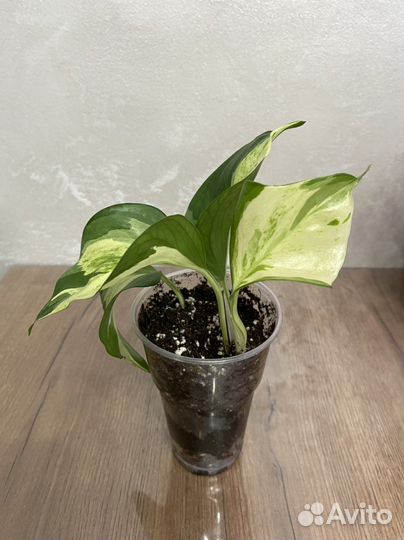 Эпипремнум хеппи лиф