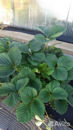 Рассада клубники альба