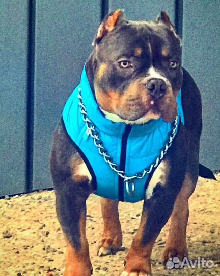 Американский Булли,вязка