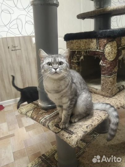 Шотландская