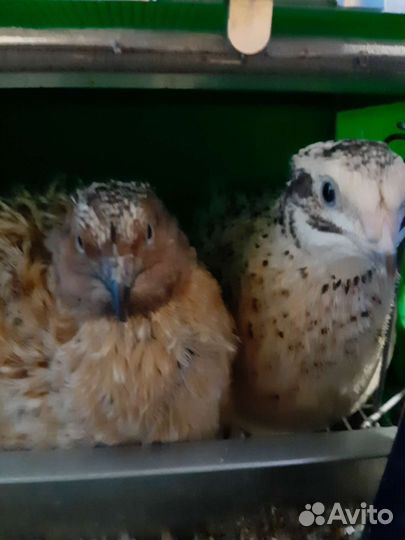 Перепела Фениксы инкубационное и пищевое яйцо