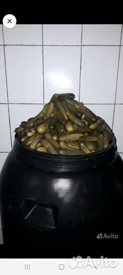 Огурцы соленые бочковые. Оптом