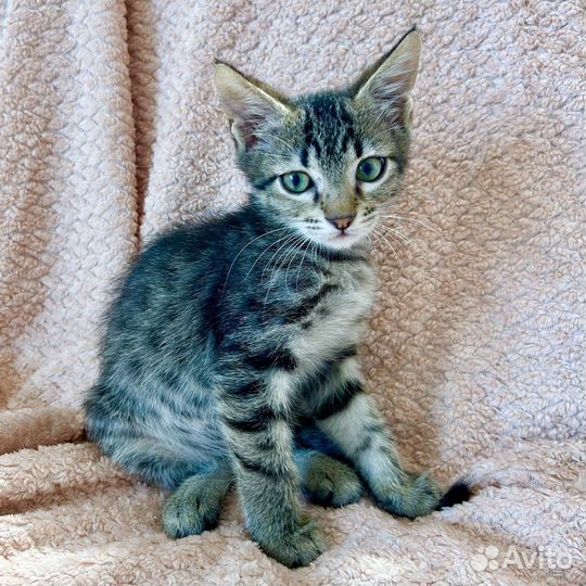 Котёнок Кексик в добрые руки