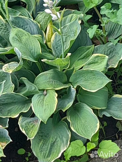 Хоста с каймой и голубая