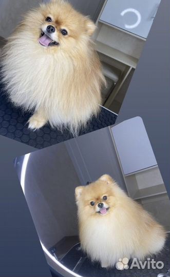 Комплексная стрижка собак и кошек