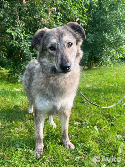 Собака девочка Айка 1,5 года