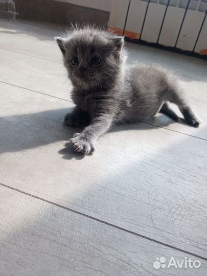 Шотландская