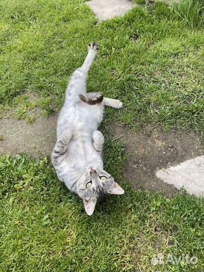 Найден кот чехов