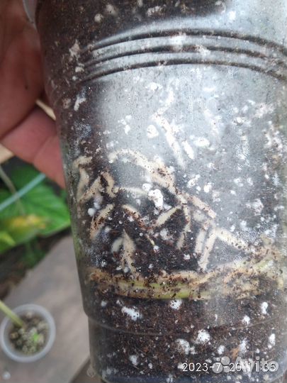 Монстера Pertusa yellow splash