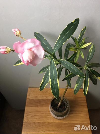 Комн цветы разные