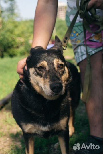 Собака-компаньон Машка в добрые руки