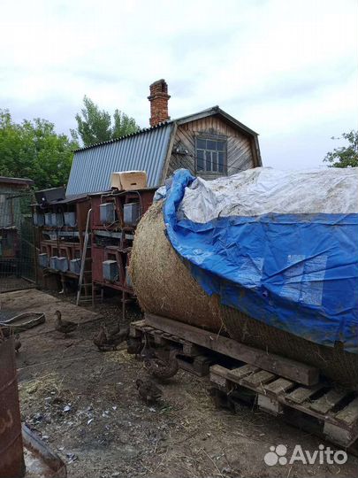 Дикая утка кряква