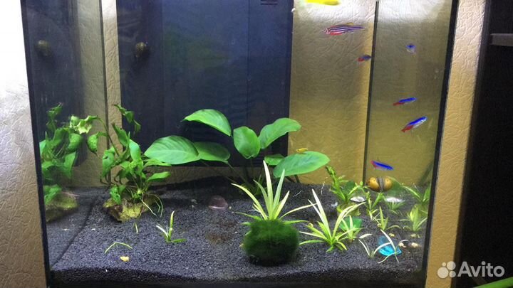 Аквариум