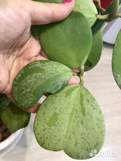 Хойи сортовые