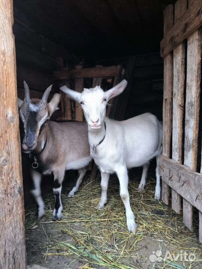 Продам козлят