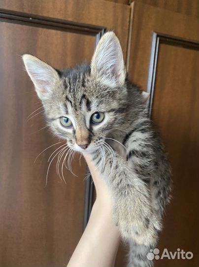 Котенок в добрые руки