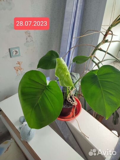 Монстера черенки