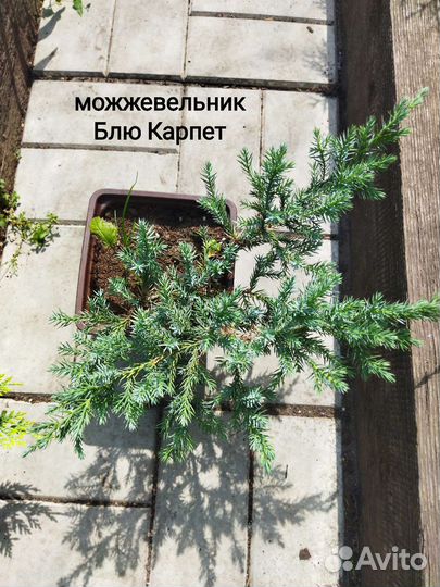 Ель Голубая, можжевельник Блю Эрроу