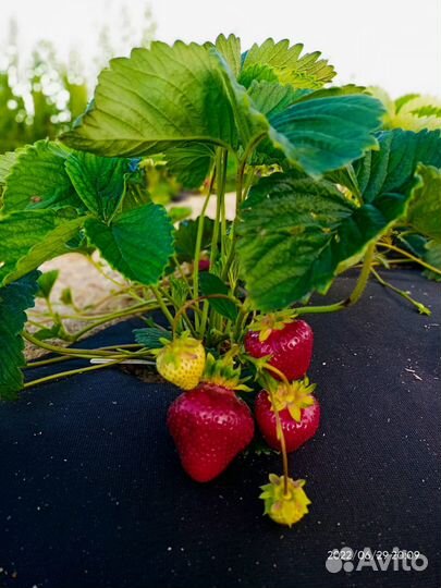 Клубника 36 сортов позднего срока