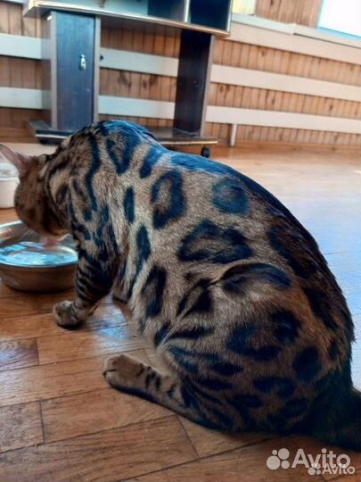 Вязка с Бенгальским Котом