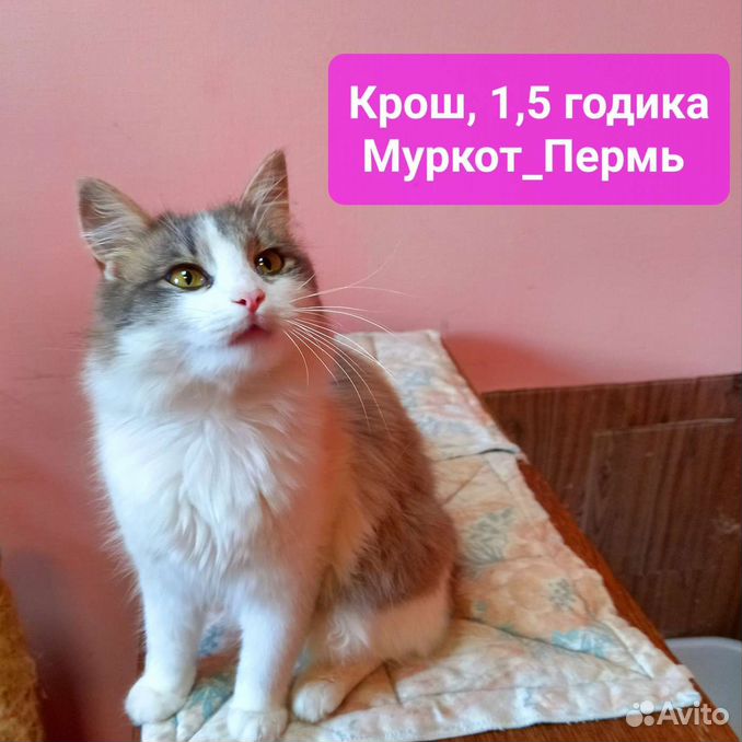 Сибирский кот ищет дом