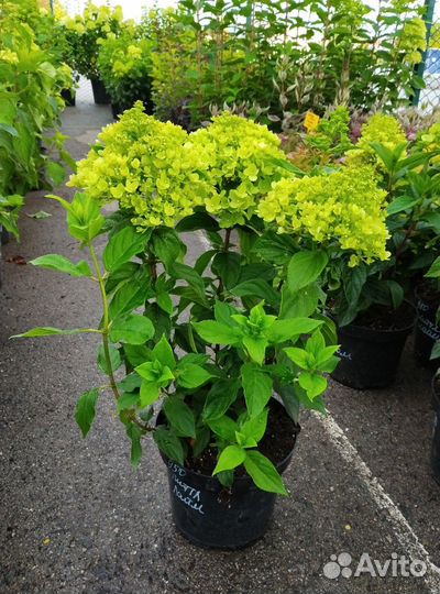 Гортензия метельчатая