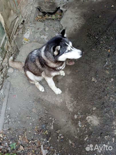 Собака в добрые руки отдам бесплатно