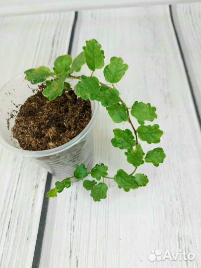 Фикус пумила санни и дорте