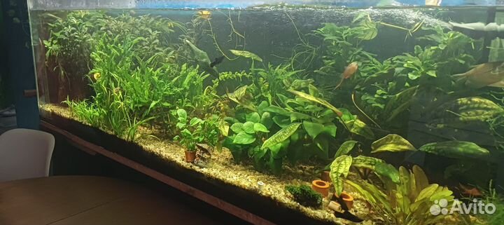 Аквариум с тумбой 200 литров
