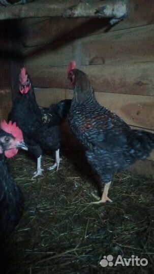 Петух породы Доминант