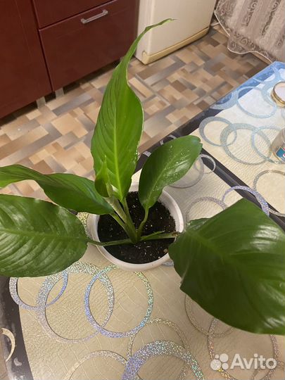 Спатифиллум