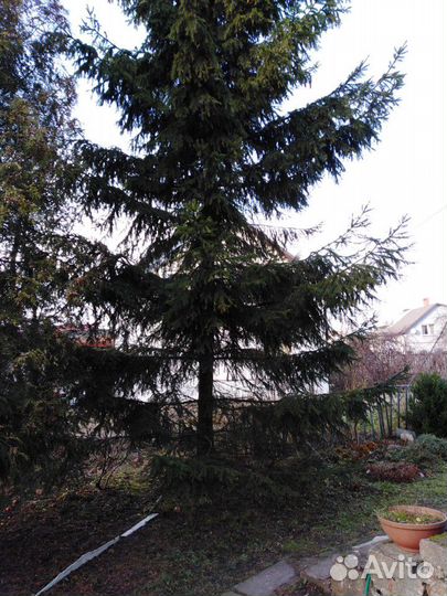 Ель живая 9м