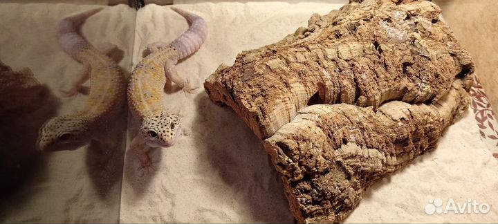 Геккон эублефар