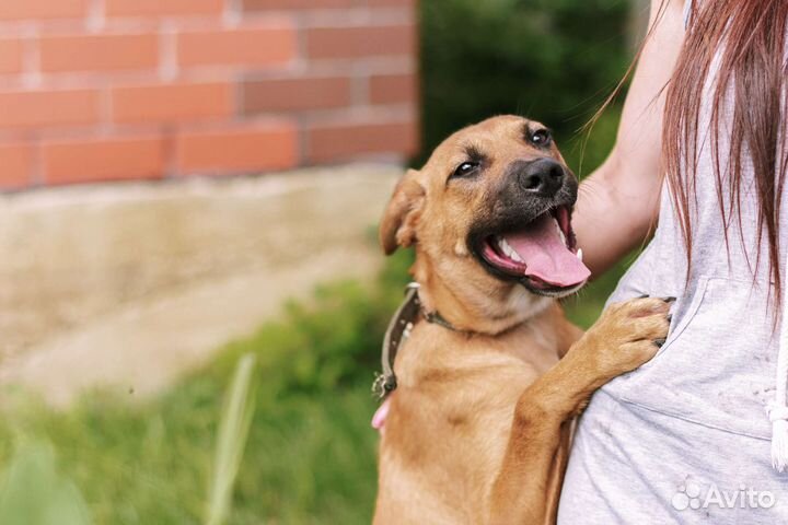 Собака в добрые руки