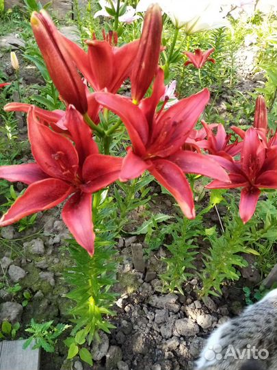 Лилии желтые