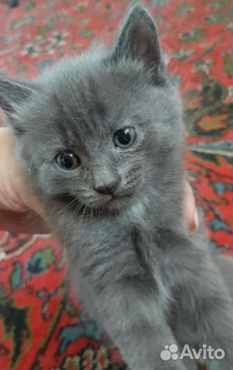 Отдам в хорошие руки котят