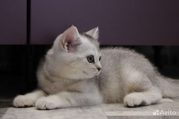 Шотландские котята