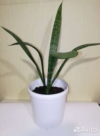 Комнатные цветы Сансевиерия