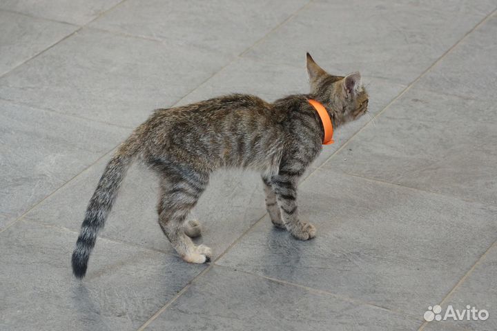 Кошка в дар