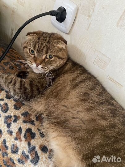 Шотландская вислоухая кошка