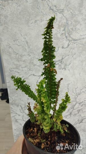 Нефролепис