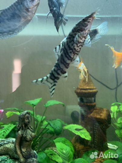 Аквариумные рыбки сомики